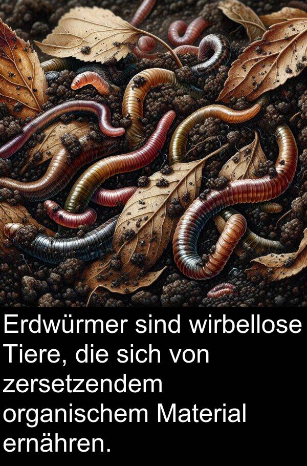 wirbellose: Erdwürmer sind wirbellose Tiere, die sich von zersetzendem organischem Material ernähren.