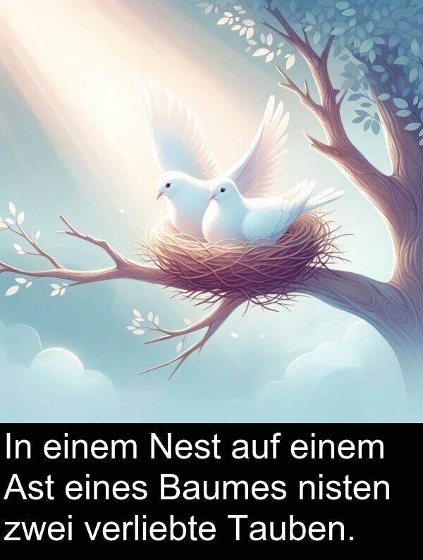 Ast: In einem Nest auf einem Ast eines Baumes nisten zwei verliebte Tauben.