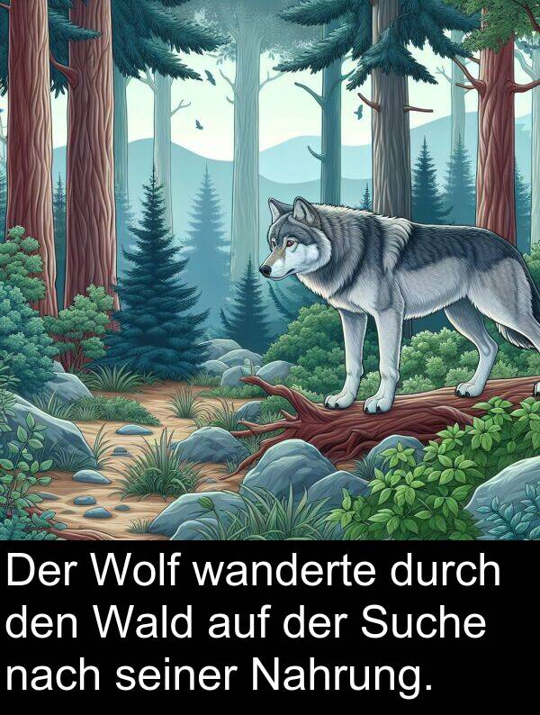 wanderte: Der Wolf wanderte durch den Wald auf der Suche nach seiner Nahrung.