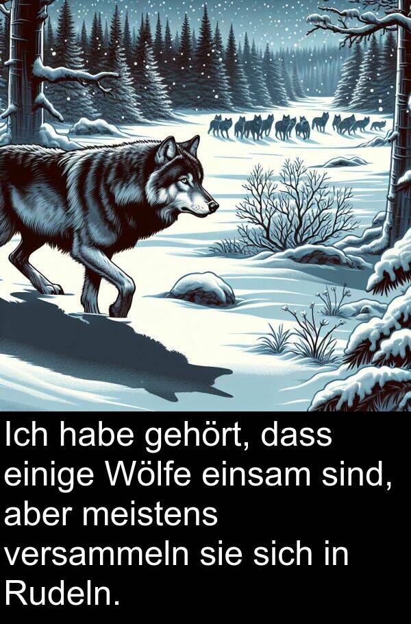 Wölfe: Ich habe gehört, dass einige Wölfe einsam sind, aber meistens versammeln sie sich in Rudeln.