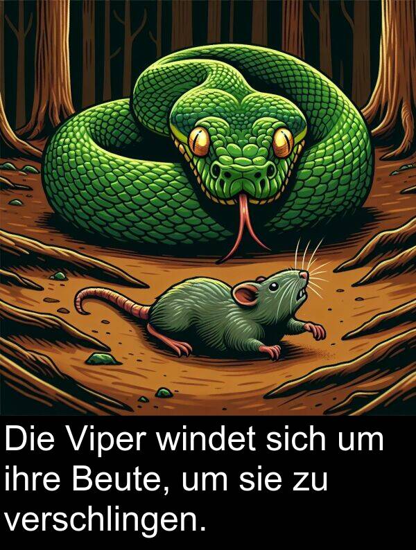 windet: Die Viper windet sich um ihre Beute, um sie zu verschlingen.