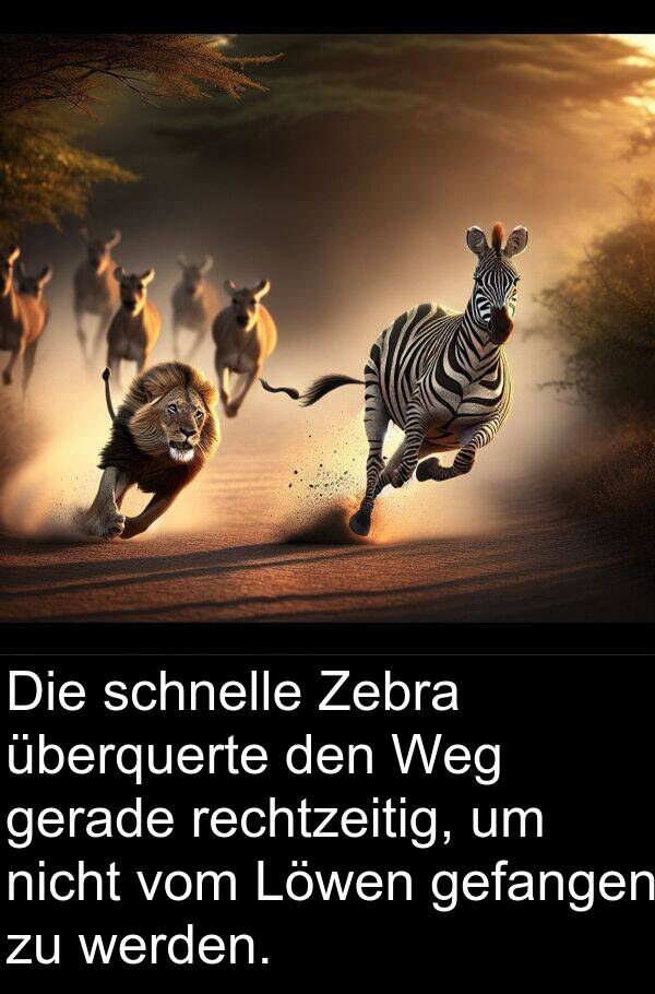 überquerte: Die schnelle Zebra überquerte den Weg gerade rechtzeitig, um nicht vom Löwen gefangen zu werden.