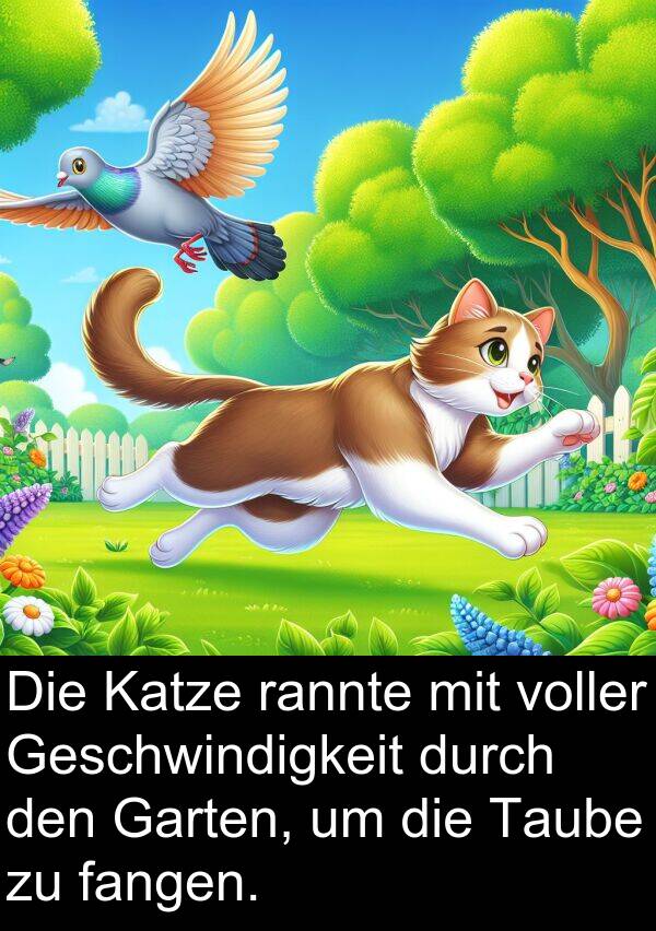 fangen: Die Katze rannte mit voller Geschwindigkeit durch den Garten, um die Taube zu fangen.