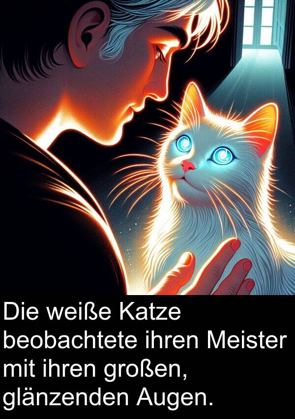 ihren: Die weiße Katze beobachtete ihren Meister mit ihren großen, glänzenden Augen.