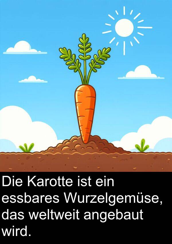 wird: Die Karotte ist ein essbares Wurzelgemüse, das weltweit angebaut wird.