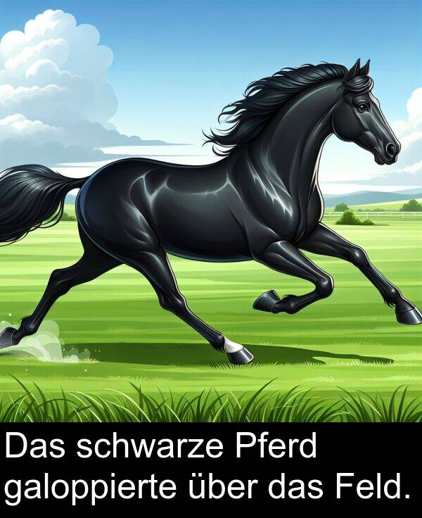 Feld: Das schwarze Pferd galoppierte über das Feld.