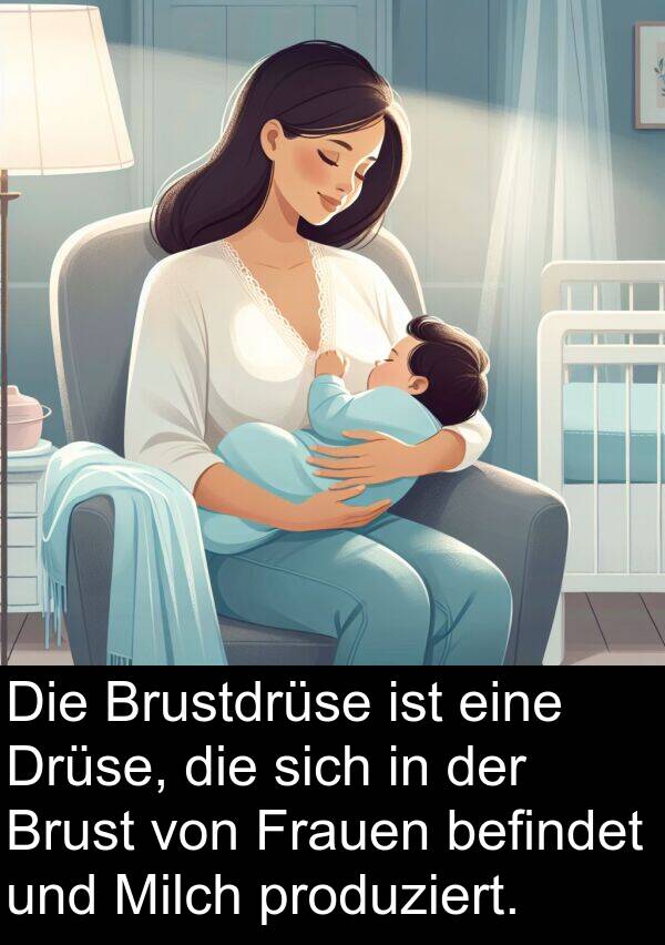 Drüse: Die Brustdrüse ist eine Drüse, die sich in der Brust von Frauen befindet und Milch produziert.