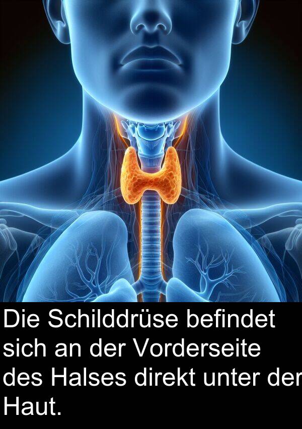 unter: Die Schilddrüse befindet sich an der Vorderseite des Halses direkt unter der Haut.