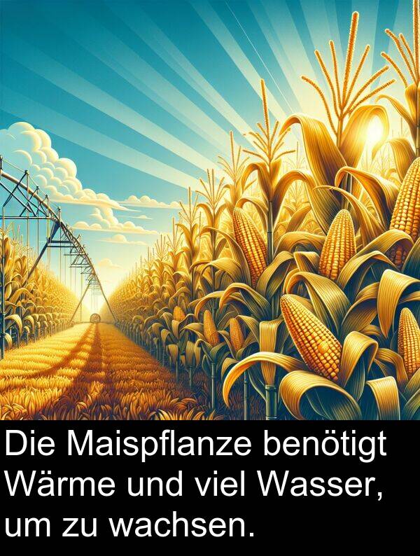 wachsen: Die Maispflanze benötigt Wärme und viel Wasser, um zu wachsen.