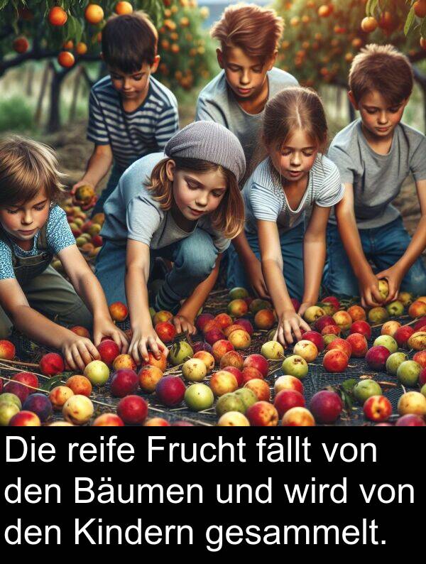 Frucht: Die reife Frucht fällt von den Bäumen und wird von den Kindern gesammelt.