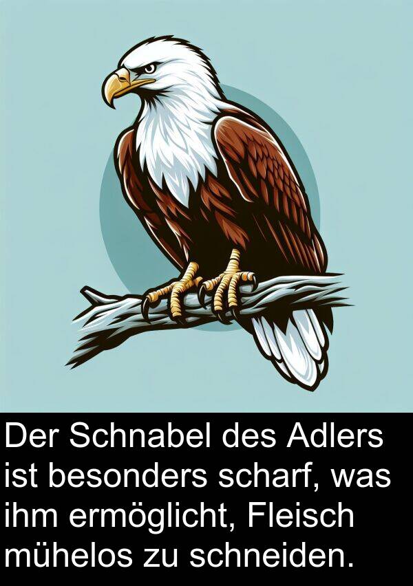 Fleisch: Der Schnabel des Adlers ist besonders scharf, was ihm ermöglicht, Fleisch mühelos zu schneiden.
