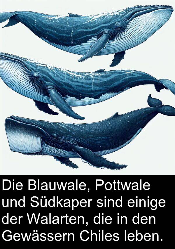 Südkaper: Die Blauwale, Pottwale und Südkaper sind einige der Walarten, die in den Gewässern Chiles leben.