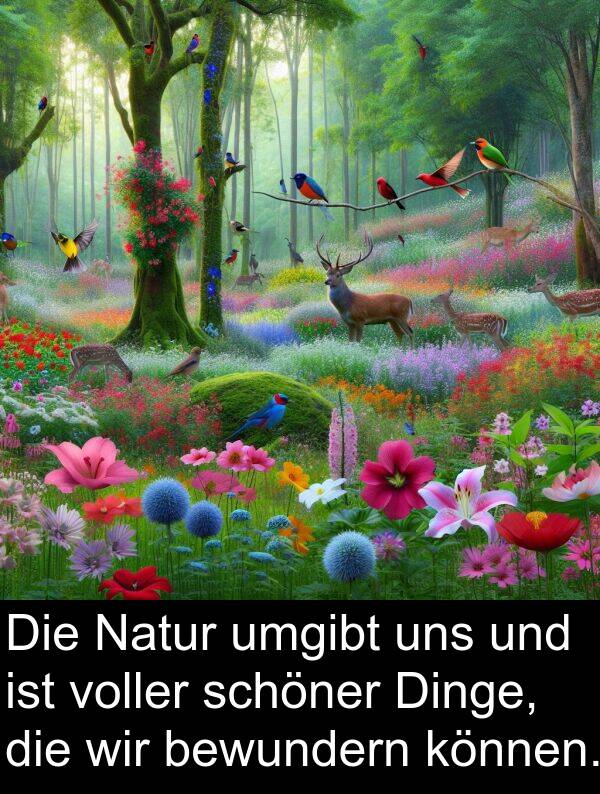 Dinge: Die Natur umgibt uns und ist voller schöner Dinge, die wir bewundern können.