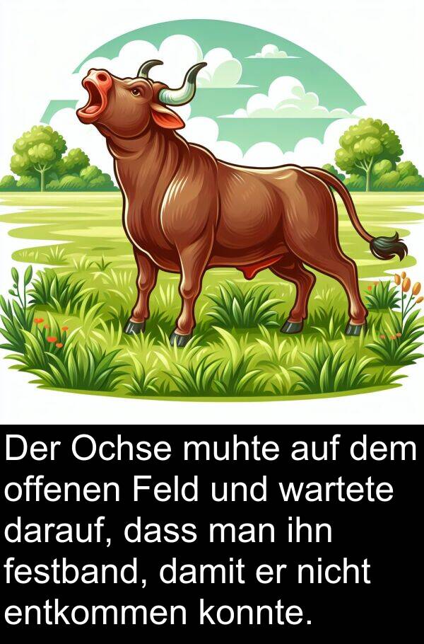 Feld: Der Ochse muhte auf dem offenen Feld und wartete darauf, dass man ihn festband, damit er nicht entkommen konnte.