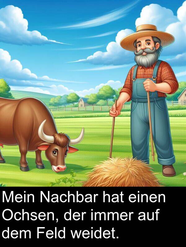 Feld: Mein Nachbar hat einen Ochsen, der immer auf dem Feld weidet.