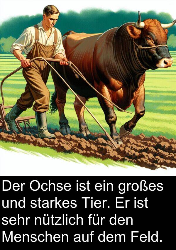 Feld: Der Ochse ist ein großes und starkes Tier. Er ist sehr nützlich für den Menschen auf dem Feld.