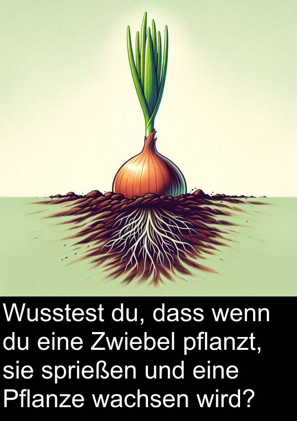 wachsen: Wusstest du, dass wenn du eine Zwiebel pflanzt, sie sprießen und eine Pflanze wachsen wird?