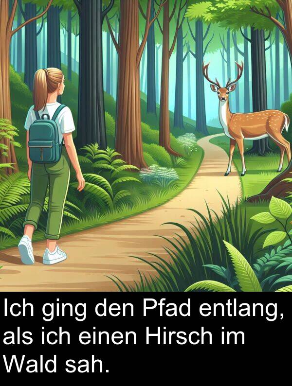 Wald: Ich ging den Pfad entlang, als ich einen Hirsch im Wald sah.