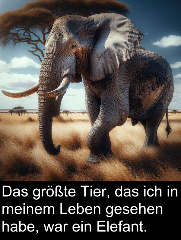 gesehen: Das größte Tier, das ich in meinem Leben gesehen habe, war ein Elefant.