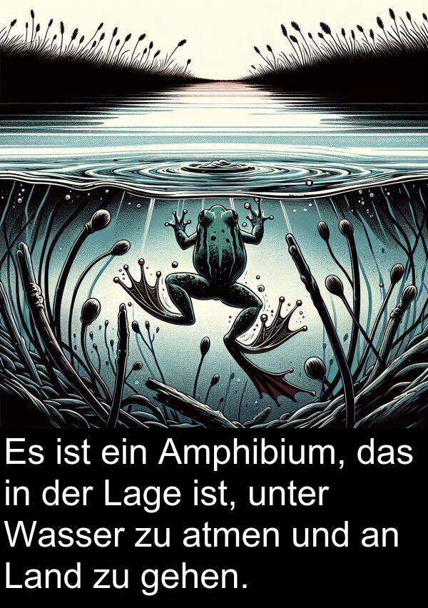 unter: Es ist ein Amphibium, das in der Lage ist, unter Wasser zu atmen und an Land zu gehen.