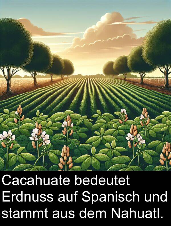 Nahuatl: Cacahuate bedeutet Erdnuss auf Spanisch und stammt aus dem Nahuatl.
