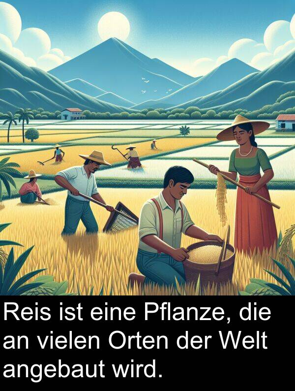 wird: Reis ist eine Pflanze, die an vielen Orten der Welt angebaut wird.