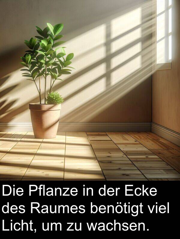 wachsen: Die Pflanze in der Ecke des Raumes benötigt viel Licht, um zu wachsen.