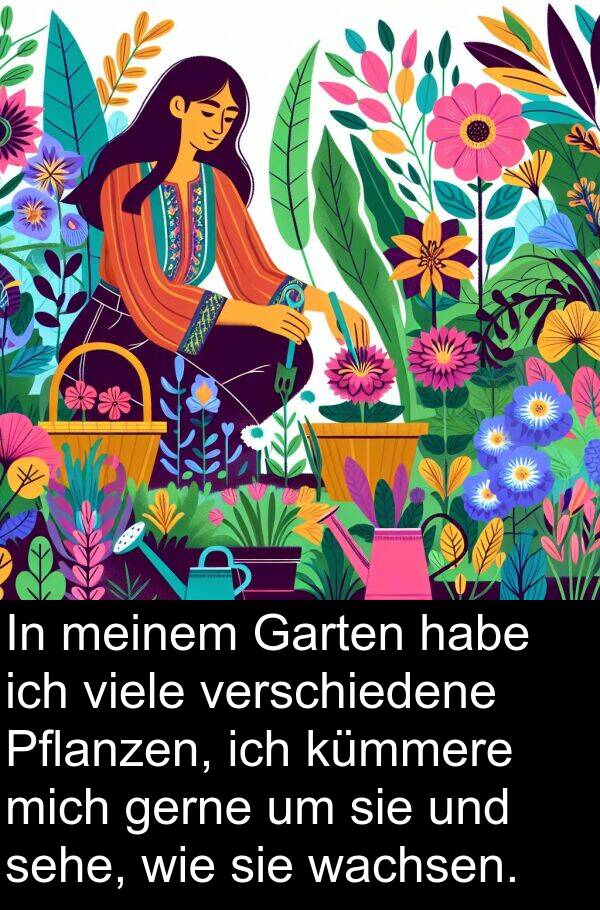 wachsen: In meinem Garten habe ich viele verschiedene Pflanzen, ich kümmere mich gerne um sie und sehe, wie sie wachsen.