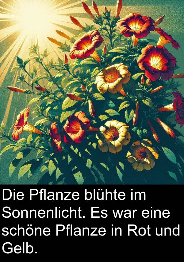 Sonnenlicht: Die Pflanze blühte im Sonnenlicht. Es war eine schöne Pflanze in Rot und Gelb.