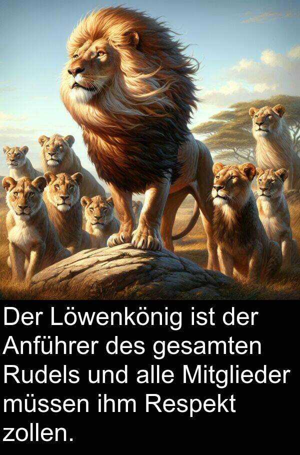 Respekt: Der Löwenkönig ist der Anführer des gesamten Rudels und alle Mitglieder müssen ihm Respekt zollen.