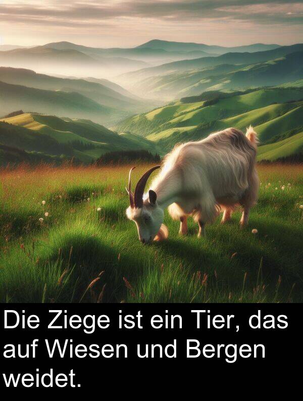 Wiesen: Die Ziege ist ein Tier, das auf Wiesen und Bergen weidet.