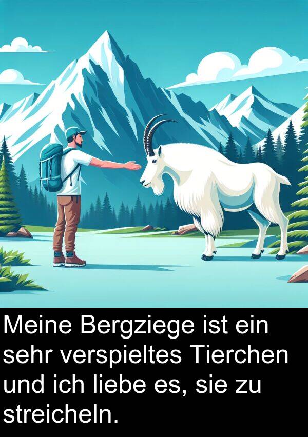 streicheln: Meine Bergziege ist ein sehr verspieltes Tierchen und ich liebe es, sie zu streicheln.