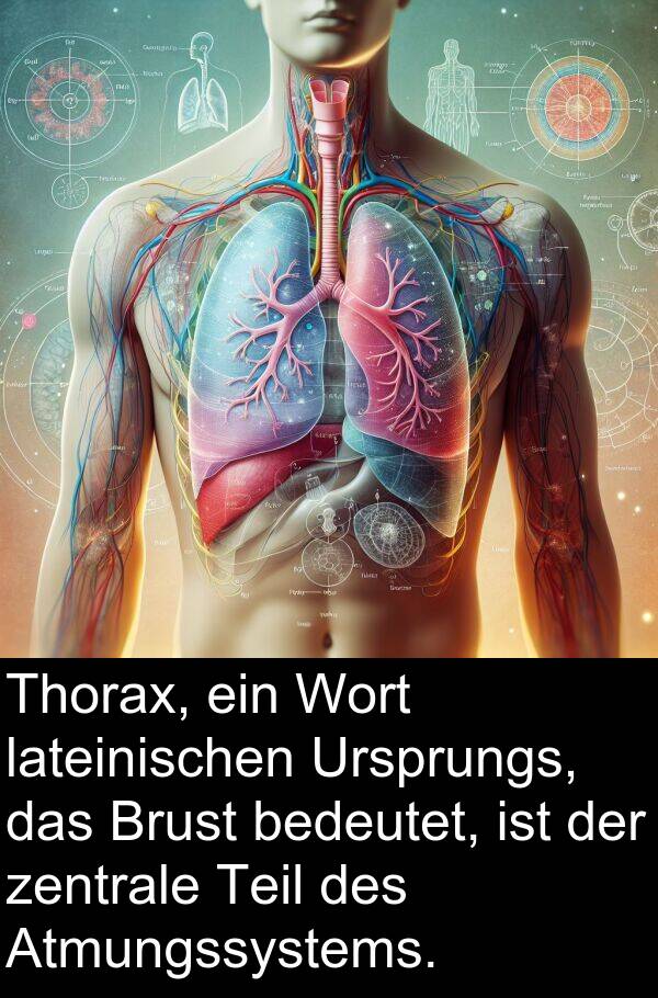 zentrale: Thorax, ein Wort lateinischen Ursprungs, das Brust bedeutet, ist der zentrale Teil des Atmungssystems.
