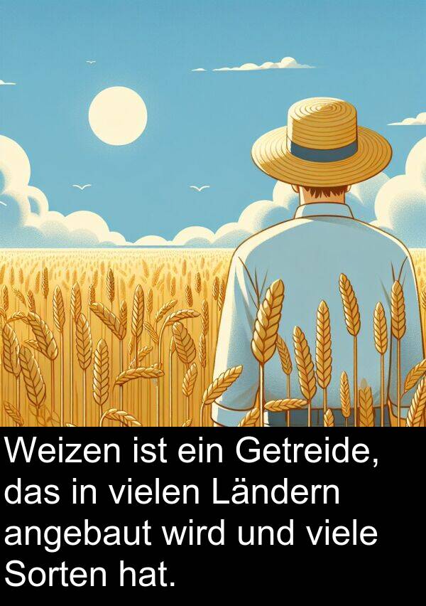 Getreide: Weizen ist ein Getreide, das in vielen Ländern angebaut wird und viele Sorten hat.