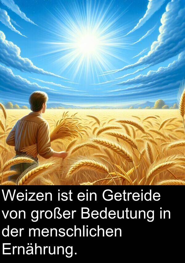 menschlichen: Weizen ist ein Getreide von großer Bedeutung in der menschlichen Ernährung.