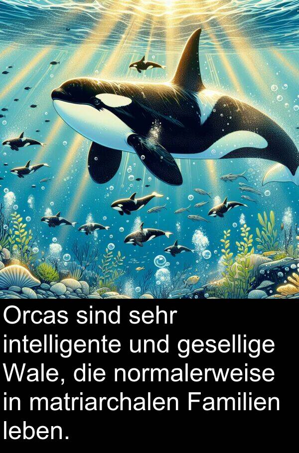 Familien: Orcas sind sehr intelligente und gesellige Wale, die normalerweise in matriarchalen Familien leben.