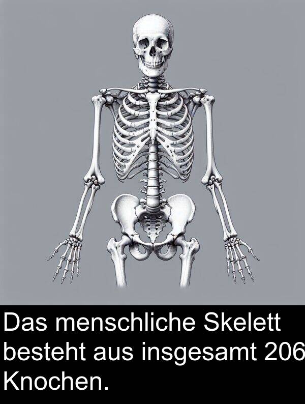 menschliche: Das menschliche Skelett besteht aus insgesamt 206 Knochen.