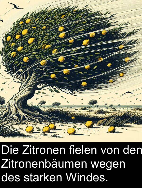 Windes: Die Zitronen fielen von den Zitronenbäumen wegen des starken Windes.