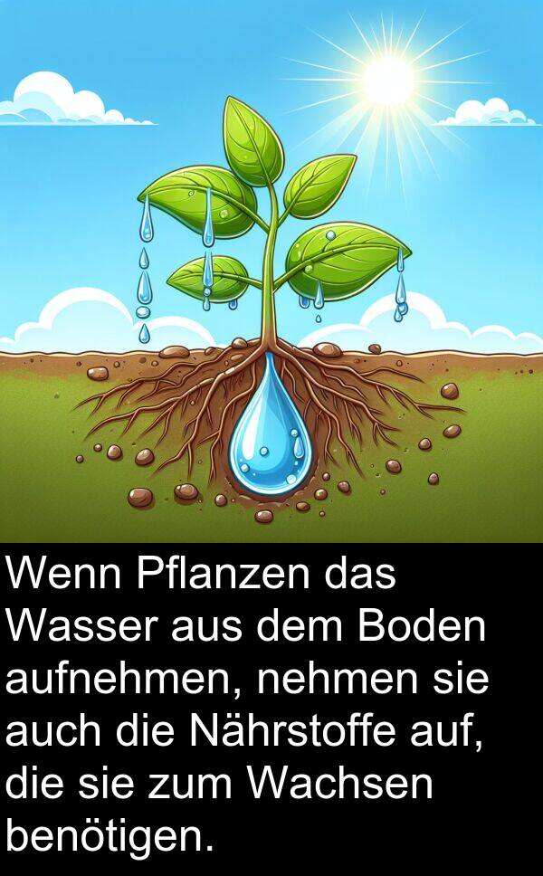 Wachsen: Wenn Pflanzen das Wasser aus dem Boden aufnehmen, nehmen sie auch die Nährstoffe auf, die sie zum Wachsen benötigen.