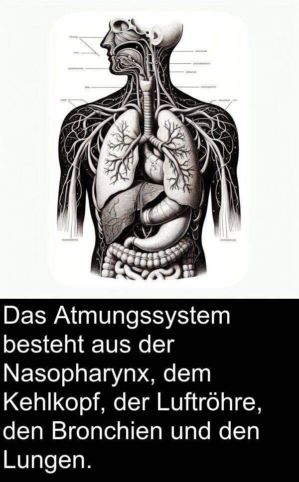 Lungen: Das Atmungssystem besteht aus der Nasopharynx, dem Kehlkopf, der Luftröhre, den Bronchien und den Lungen.