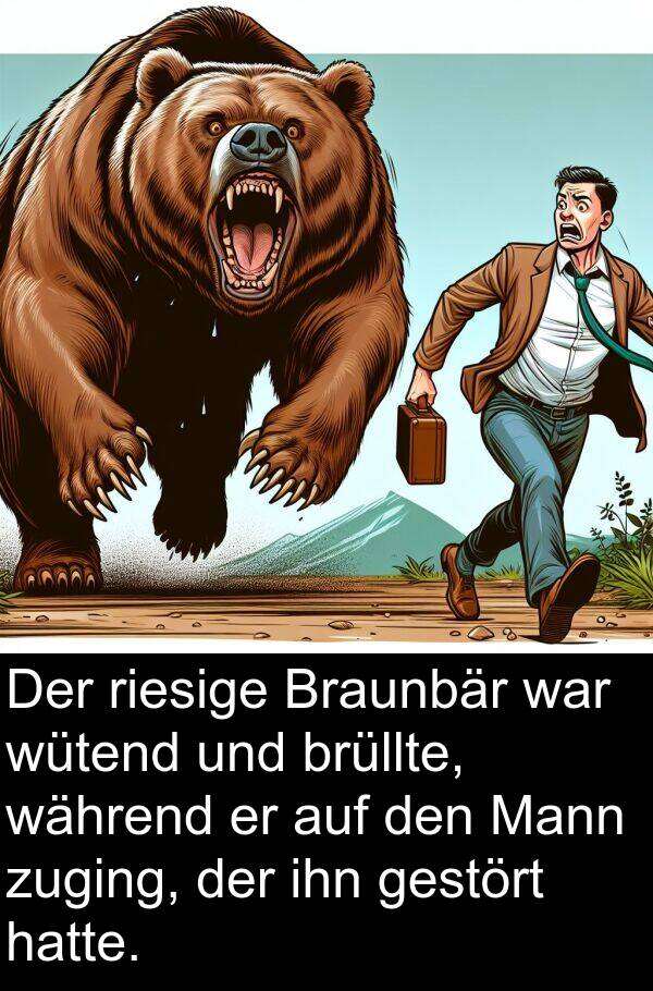 riesige: Der riesige Braunbär war wütend und brüllte, während er auf den Mann zuging, der ihn gestört hatte.