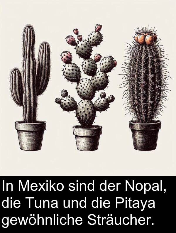 Mexiko: In Mexiko sind der Nopal, die Tuna und die Pitaya gewöhnliche Sträucher.