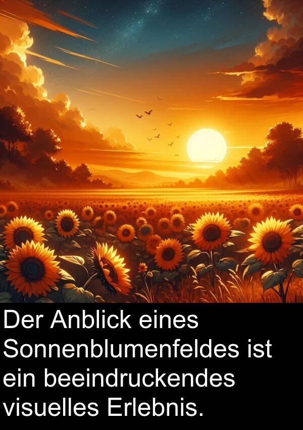 visuelles: Der Anblick eines Sonnenblumenfeldes ist ein beeindruckendes visuelles Erlebnis.