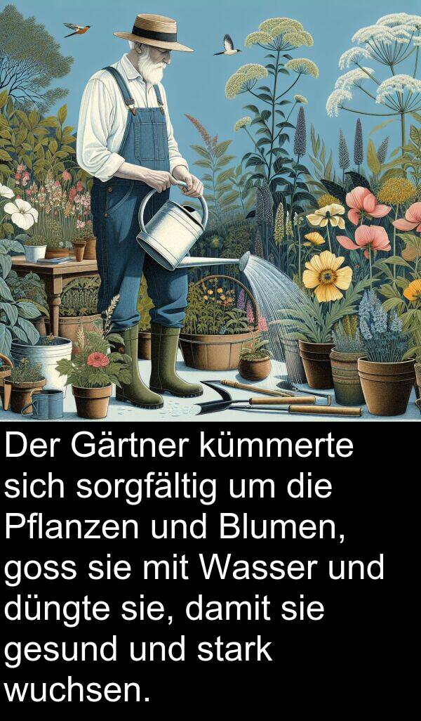düngte: Der Gärtner kümmerte sich sorgfältig um die Pflanzen und Blumen, goss sie mit Wasser und düngte sie, damit sie gesund und stark wuchsen.