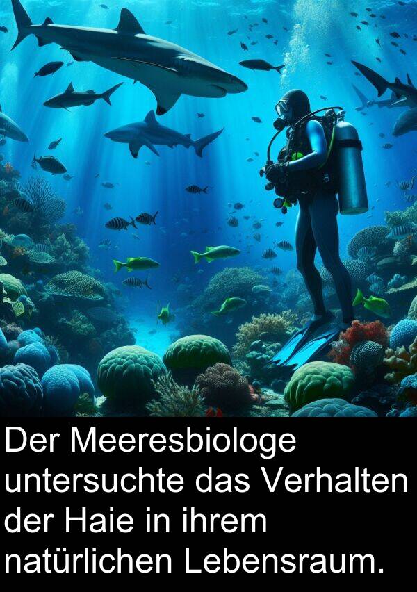 Haie: Der Meeresbiologe untersuchte das Verhalten der Haie in ihrem natürlichen Lebensraum.