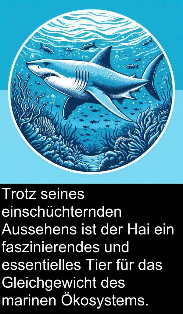 Hai: Trotz seines einschüchternden Aussehens ist der Hai ein faszinierendes und essentielles Tier für das Gleichgewicht des marinen Ökosystems.