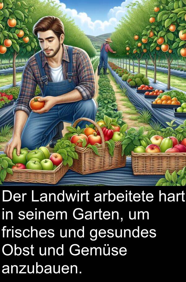Landwirt: Der Landwirt arbeitete hart in seinem Garten, um frisches und gesundes Obst und Gemüse anzubauen.