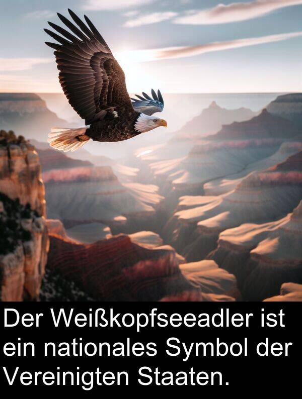 Symbol: Der Weißkopfseeadler ist ein nationales Symbol der Vereinigten Staaten.