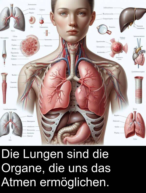 uns: Die Lungen sind die Organe, die uns das Atmen ermöglichen.