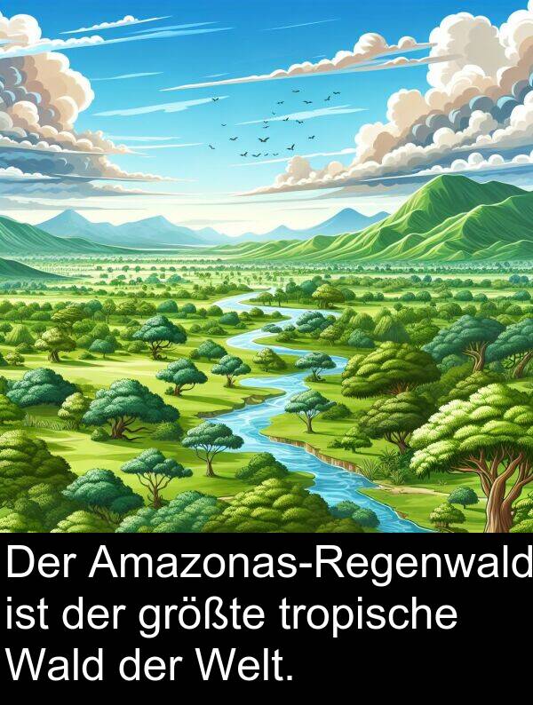 Wald: Der Amazonas-Regenwald ist der größte tropische Wald der Welt.